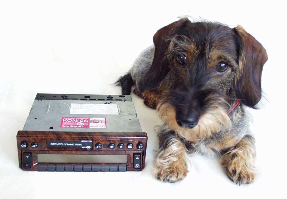 Wir haben tierisch gute Radios .....